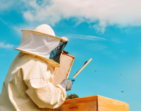 2025 - Beekeeper School